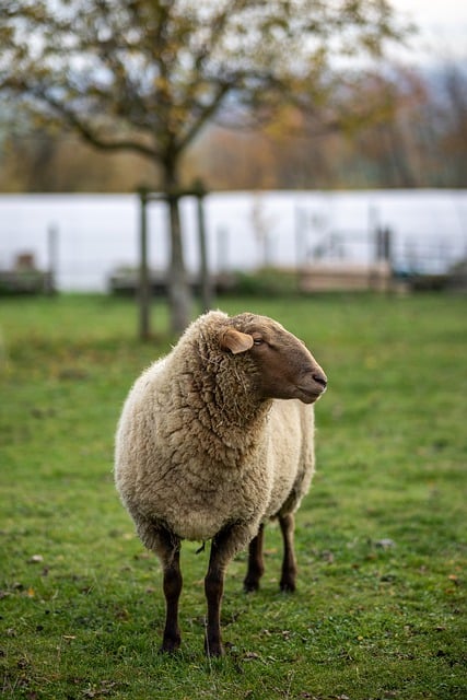 Free download sheep wool animal nature grass free picture to be edited with GIMP free online image editor