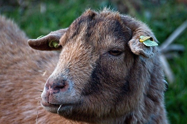 Free download Sheep Wool Cattle -  free photo or picture to be edited with GIMP online image editor