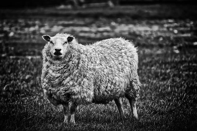 Free download sheep wool pasture portrait free picture to be edited with GIMP free online image editor