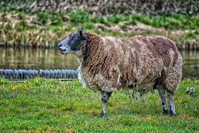 Free download sheep wool water grass pasture free picture to be edited with GIMP free online image editor