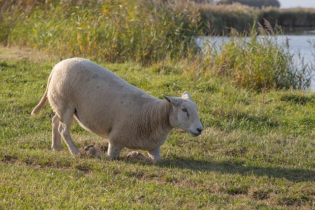 Gratis download Sheep Wool White - gratis foto of afbeelding om te bewerken met GIMP online afbeeldingseditor