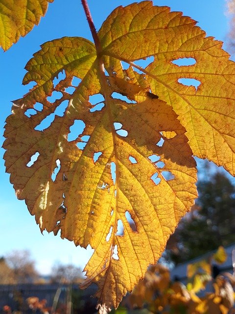 Free download Sheet Autumn Yellow -  free photo or picture to be edited with GIMP online image editor