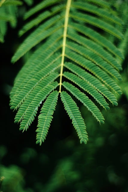 Free download sheet botany nature leaves flora free picture to be edited with GIMP free online image editor