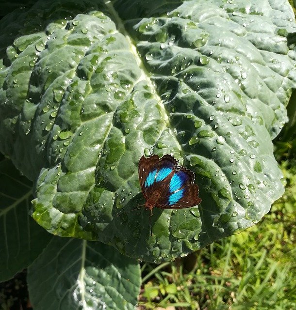 무료 다운로드 Sheet Butterfly Green - 무료 사진 또는 GIMP 온라인 이미지 편집기로 편집할 수 있는 사진