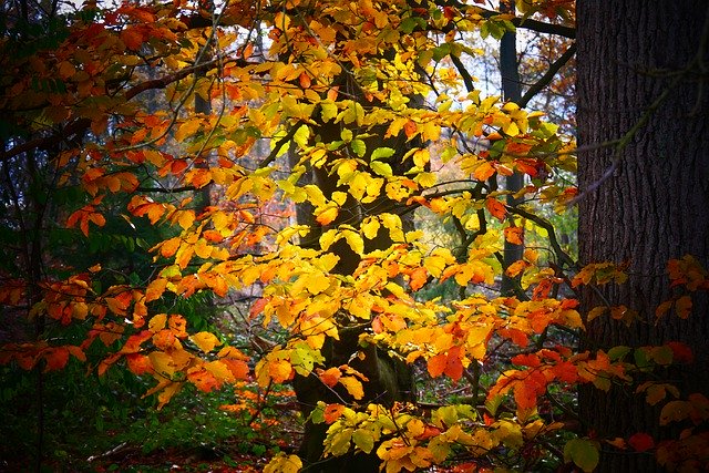 Download gratuito Sheet Leaves Autumn - modello di foto gratuito da modificare con l'editor di immagini online di GIMP