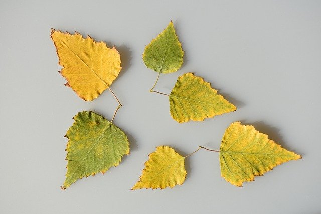 Free picture Sheet Leaves Yellow -  to be edited by GIMP free image editor by OffiDocs