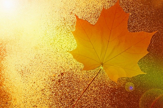 Gratis download Sheet Maple In The Fall Of - gratis foto of afbeelding om te bewerken met GIMP online afbeeldingseditor