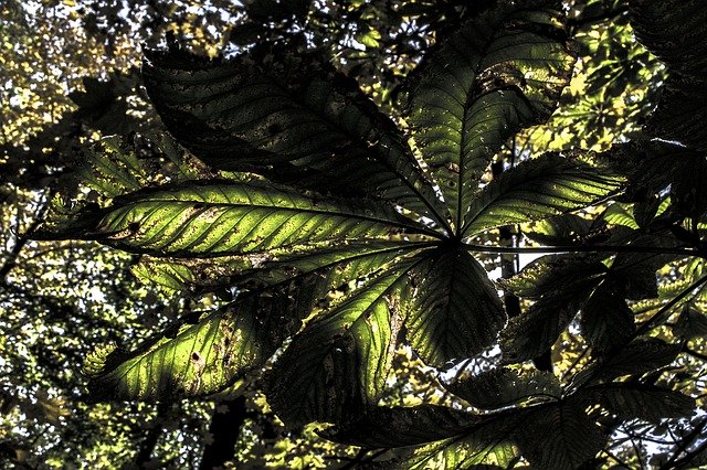 Bezpłatne pobieranie Sheet Summer Green - bezpłatne zdjęcie lub obraz do edycji za pomocą internetowego edytora obrazów GIMP