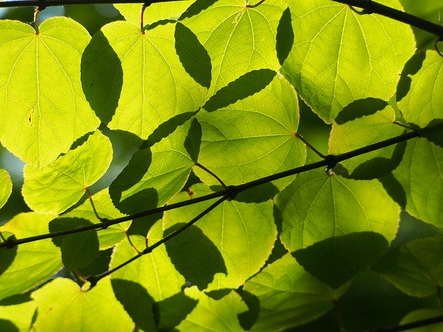 Descarga gratuita Sheet Tree Green: foto o imagen gratuita para editar con el editor de imágenes en línea GIMP