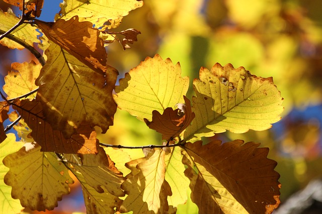 Free download sheet yellow leaves autumn nature free picture to be edited with GIMP free online image editor