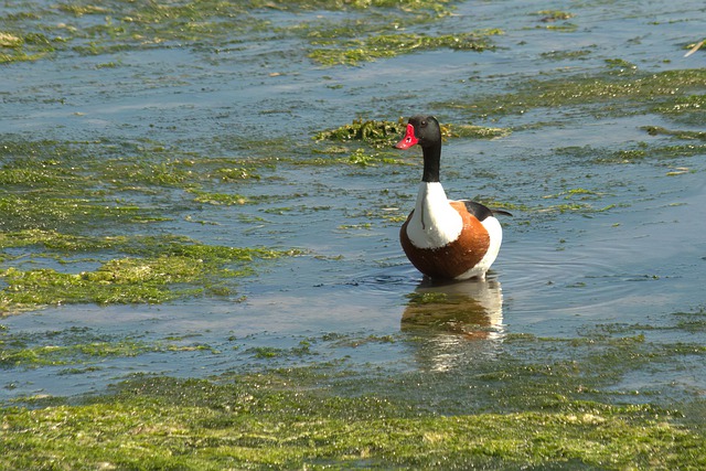 Free download shelduck bird duck waterbird free picture to be edited with GIMP free online image editor