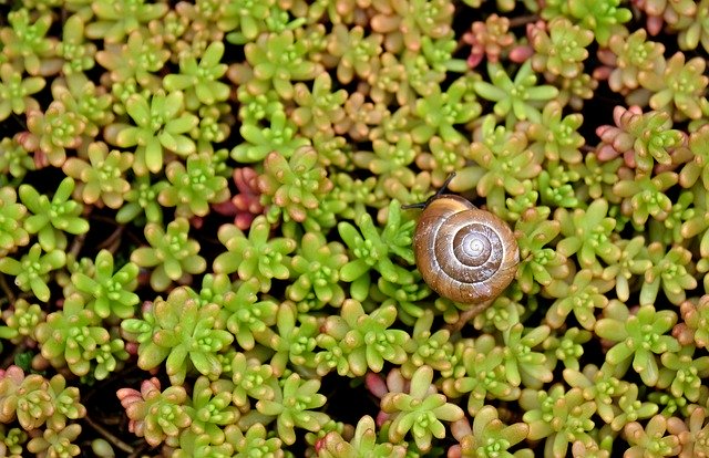 Unduh gratis Shell Carpet Plants Snail - foto atau gambar gratis untuk diedit dengan editor gambar online GIMP