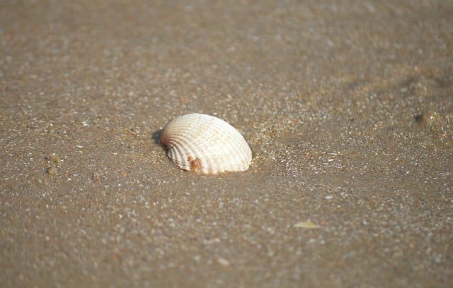 Free download shell clam sand beach coast free picture to be edited with GIMP free online image editor