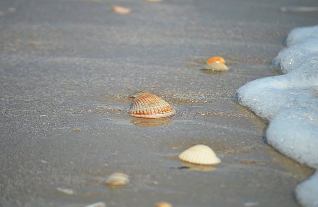 Free download shell clam seashore sand beach free picture to be edited with GIMP free online image editor
