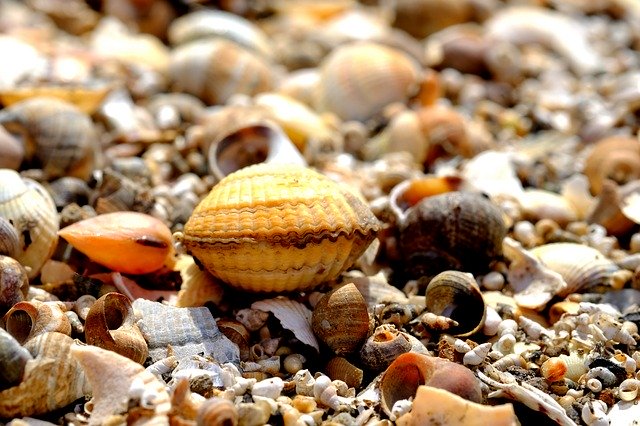 Free download Shell Cockle Beach -  free photo or picture to be edited with GIMP online image editor