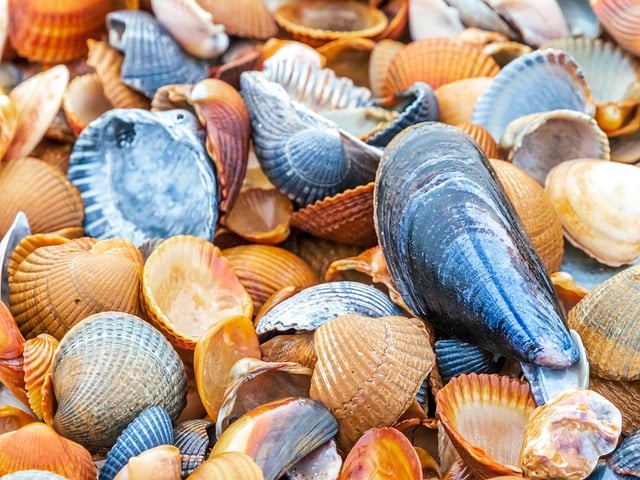 Free download shellfish beach template background free picture to be edited with GIMP free online image editor