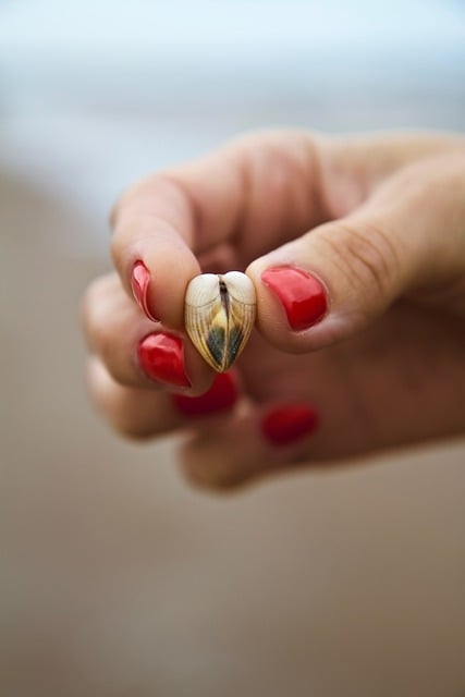 Free download shell heart hand love beach sea free picture to be edited with GIMP free online image editor
