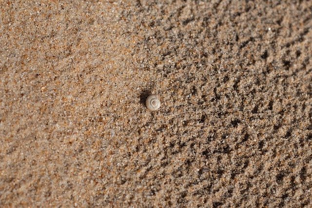 قم بتنزيل Shell Mar Sand مجانًا - صورة مجانية أو صورة ليتم تحريرها باستخدام محرر الصور عبر الإنترنت GIMP