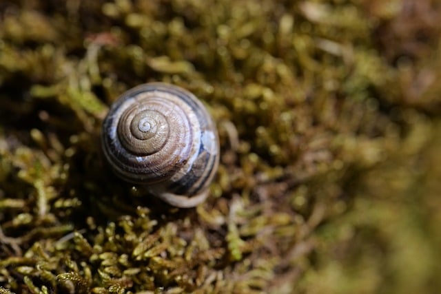 Free download shell moss nature spiral casing free picture to be edited with GIMP free online image editor