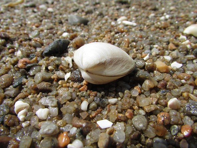 Shell Rocks Rock 무료 다운로드 - 무료 사진 또는 김프 온라인 이미지 편집기로 편집할 사진