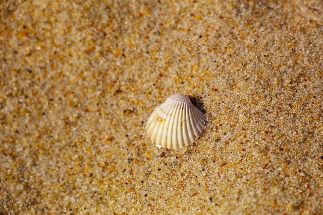 Template Photo Shell Sand Beach -  for OffiDocs