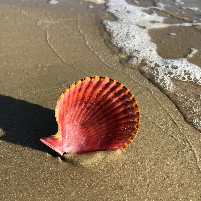 Free picture Shell Scallop Pink -  to be edited by GIMP free image editor by OffiDocs