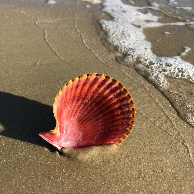 Unduh gratis Shell Scallop Pink - foto atau gambar gratis untuk diedit dengan editor gambar online GIMP