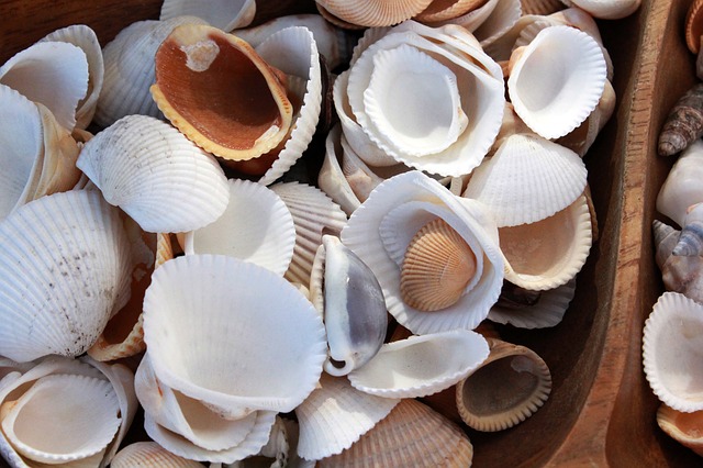 Free download shell shells seashell ocean nature free picture to be edited with GIMP free online image editor