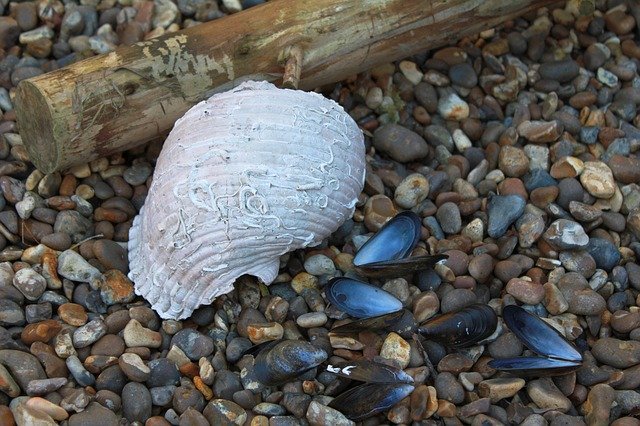 বিনামূল্যে ডাউনলোড করুন Shells Mussels Beach - বিনামূল্যে ছবি বা ছবি GIMP অনলাইন ইমেজ এডিটর দিয়ে সম্পাদনা করতে হবে