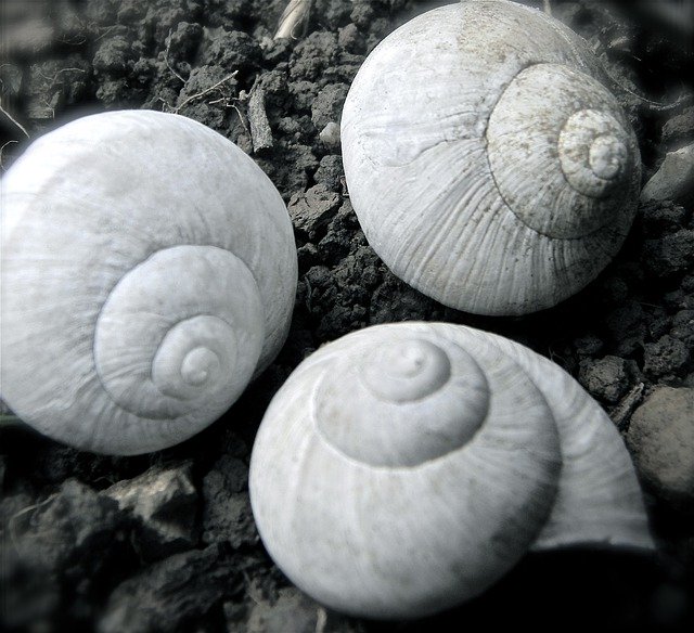 Free download Shell Snail Dirt -  free photo or picture to be edited with GIMP online image editor
