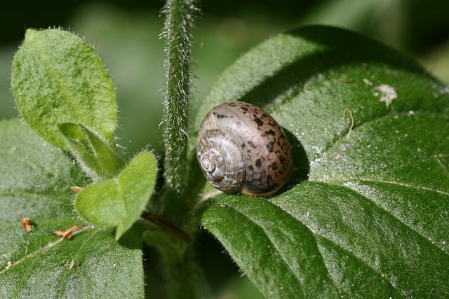 Free download shell snail plant leaves mollusk free picture to be edited with GIMP free online image editor
