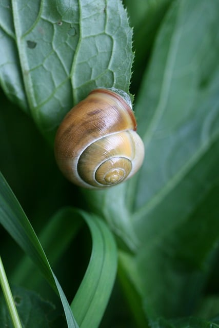 Free download shell snail plants leaves mollusk free picture to be edited with GIMP free online image editor