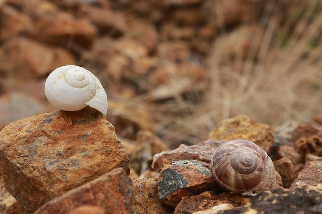 Muat turun percuma Shell Snails Stone - foto atau gambar percuma untuk diedit dengan editor imej dalam talian GIMP