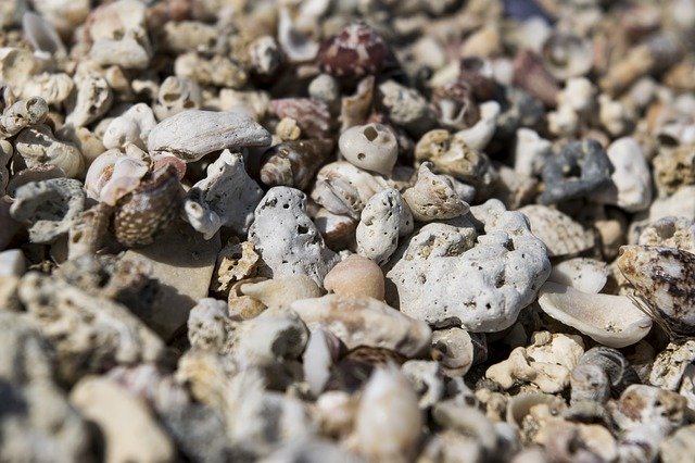 Free download Shells Rocks Stones -  free photo or picture to be edited with GIMP online image editor