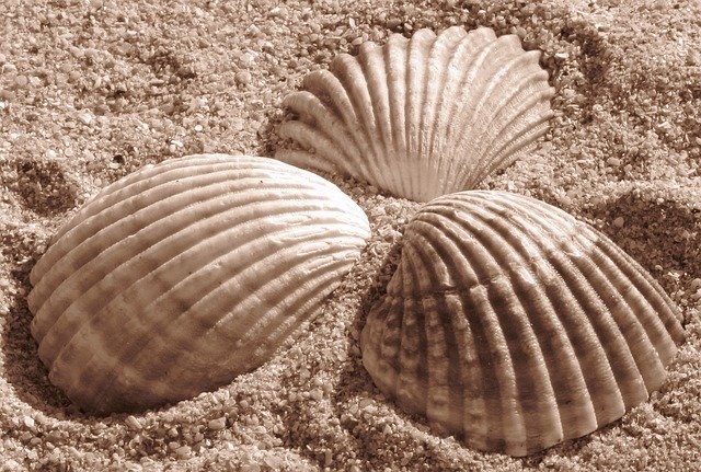 Free picture Shells Sand -  to be edited by GIMP free image editor by OffiDocs