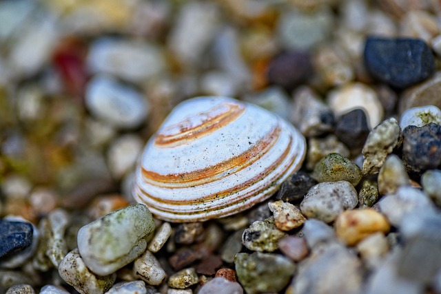 Free download shell valve bi valve mollusk free picture to be edited with GIMP free online image editor