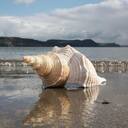shell wallpaper  screen for extension Chrome web store in OffiDocs Chromium