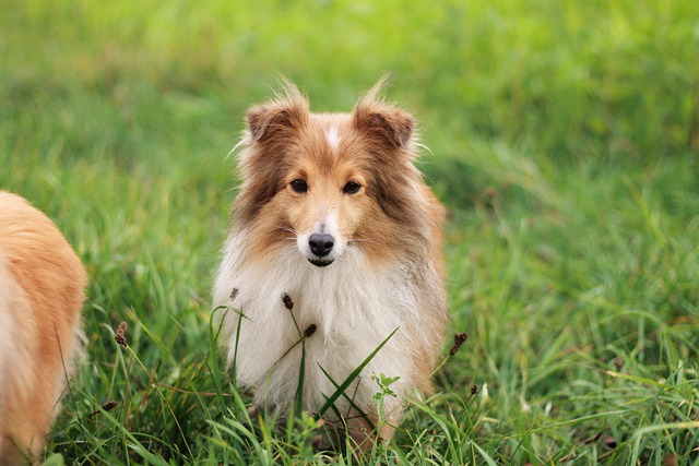 Free download sheltie dog pet animal domestic free picture to be edited with GIMP free online image editor