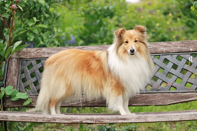 Free download sheltie shetland sheepdog free picture to be edited with GIMP free online image editor