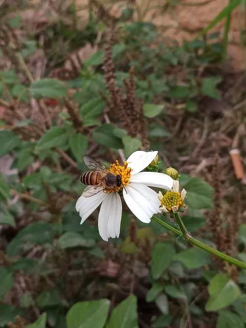 Shenzhen China Spring 무료 다운로드 - 무료 사진 또는 GIMP 온라인 이미지 편집기로 편집할 사진