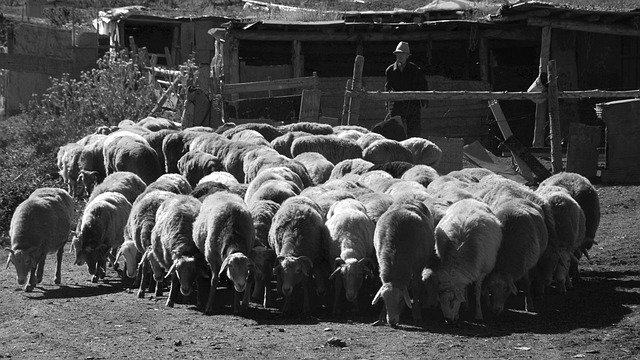 Bezpłatne pobieranie ShepherdS Morning Travel - bezpłatne zdjęcie lub obraz do edycji za pomocą internetowego edytora obrazów GIMP