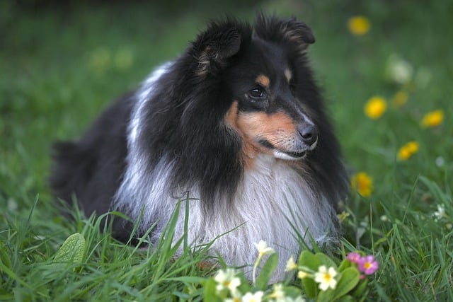 Free download shetland berger dog animal free picture to be edited with GIMP free online image editor