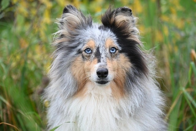 Free download shetland sheepdog blue eyes dog free picture to be edited with GIMP free online image editor