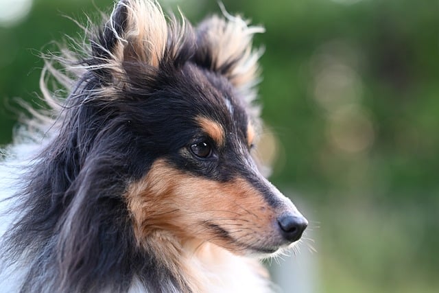 Free download shetland sheepdog dog animal free picture to be edited with GIMP free online image editor
