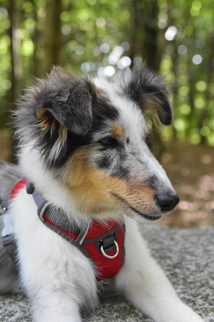 Descarga gratuita de imágenes caninas de perro pastor de Shetland para editar con el editor de imágenes en línea gratuito GIMP