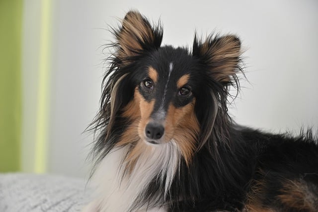 Free download shetland sheepdog dog dog portrait free picture to be edited with GIMP free online image editor
