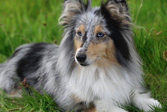Free download shetland sheepdog dog pet animal free picture to be edited with GIMP free online image editor