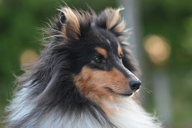 Free download shetland sheepdog portrait dog free picture to be edited with GIMP free online image editor