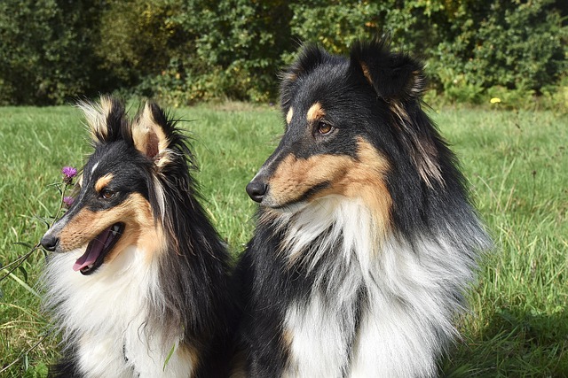 Free download shetland sheepdogs dogs pets canine free picture to be edited with GIMP free online image editor
