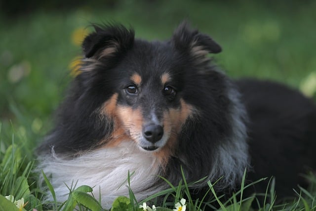 Free download shetland sheepdog sheepdog tricolor free picture to be edited with GIMP free online image editor